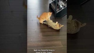 funny cat pulls off sneak attack