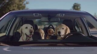 subaru dog tested subaru commercial phone navigation